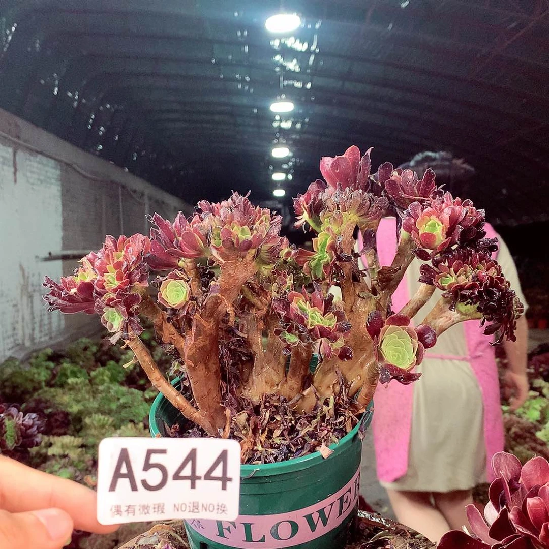 无花朵柒哥多肉法师不包侧断枝544