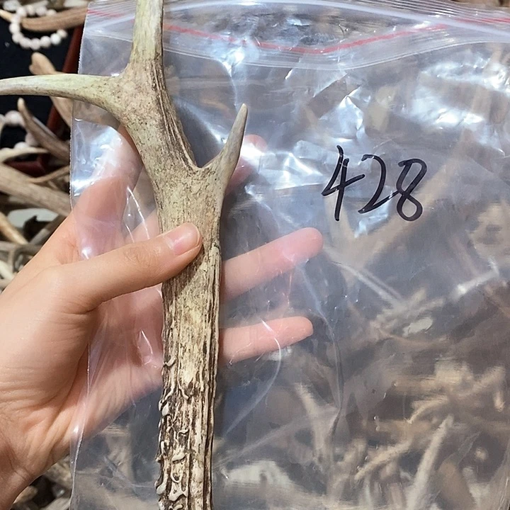 鹿角鹿角鹿角鹿角鹿角