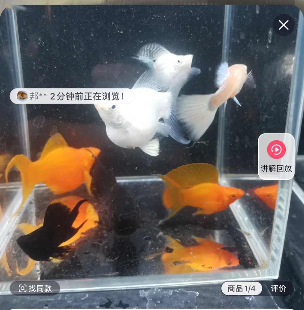 高鳍燕尾三色玛丽球观赏鱼球体鱼观赏鱼(入缸后不包损）