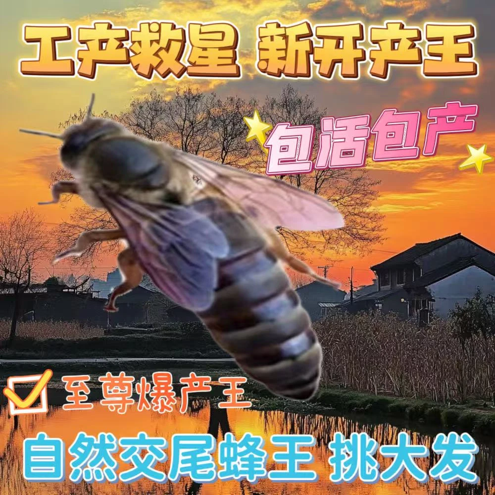 【10天新开产王】包产 中蜂蜂王中华广东产卵王种王双色杂交阿坝
