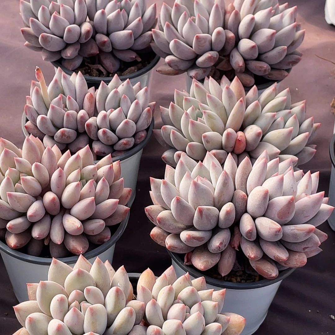 整桩无砍双头所罗门一颗