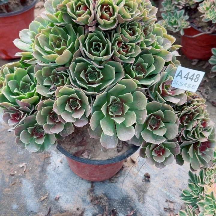 杨***姐448女巫中班多肉植物