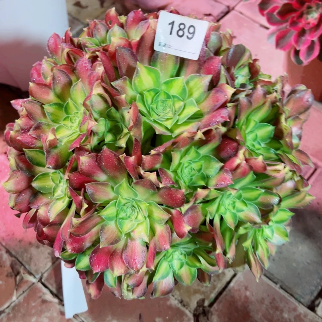 189韶华法师多肉植物