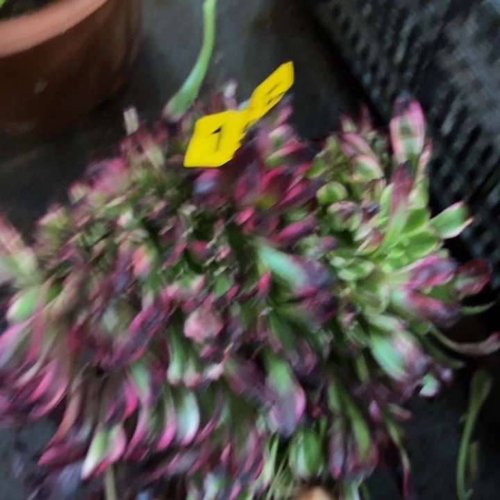 多肉植物福利155