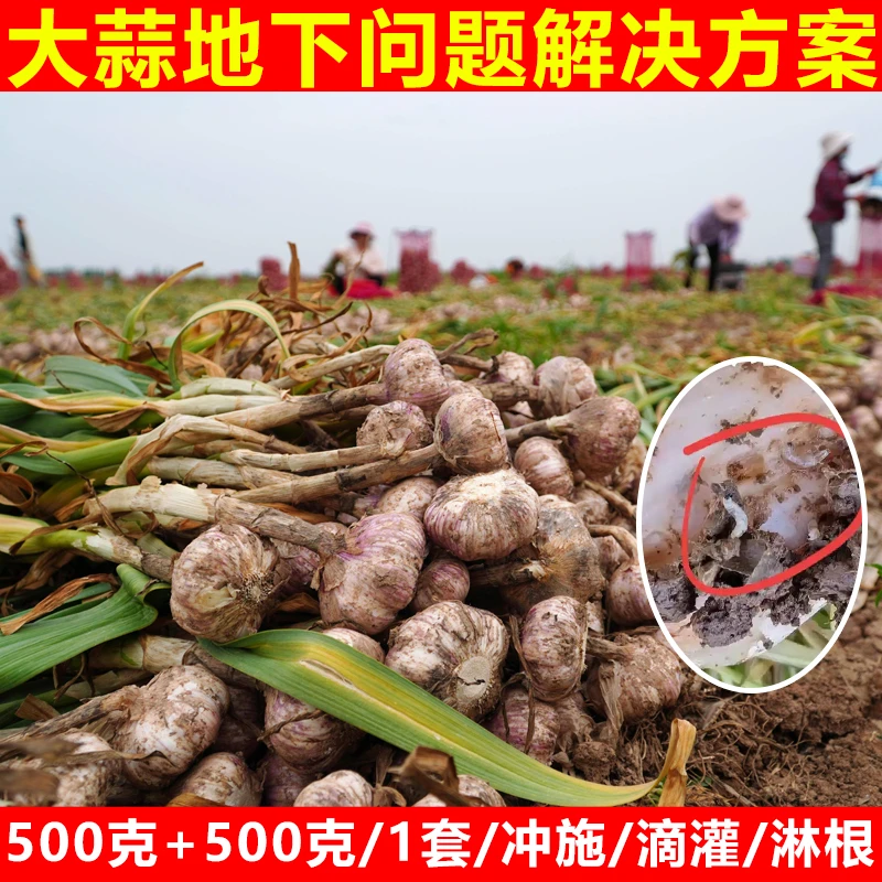 亮威大蒜地下问题解决方案升级管理套装喷雾有机复合肥料