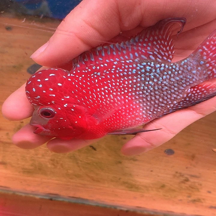 D***～罗汉鱼福利888888888888