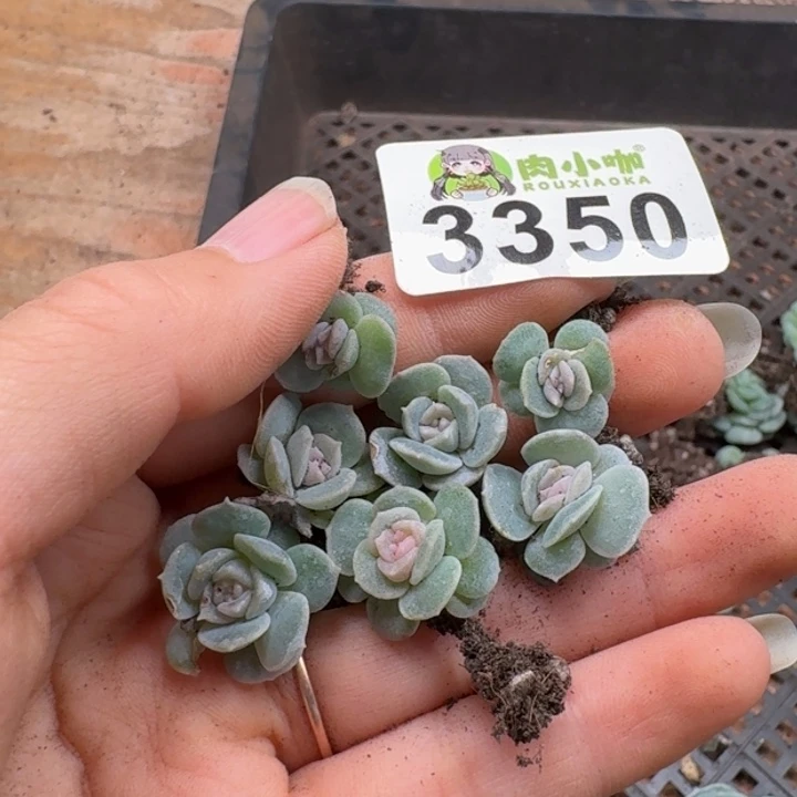 浅***浅多肉植物多肉植物