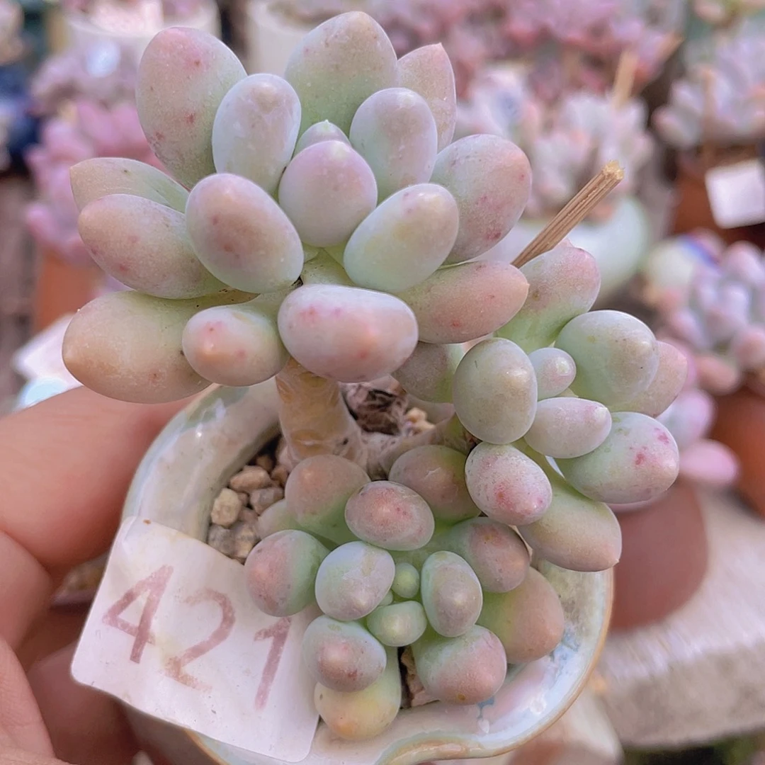 溜溜球多肉多肉多