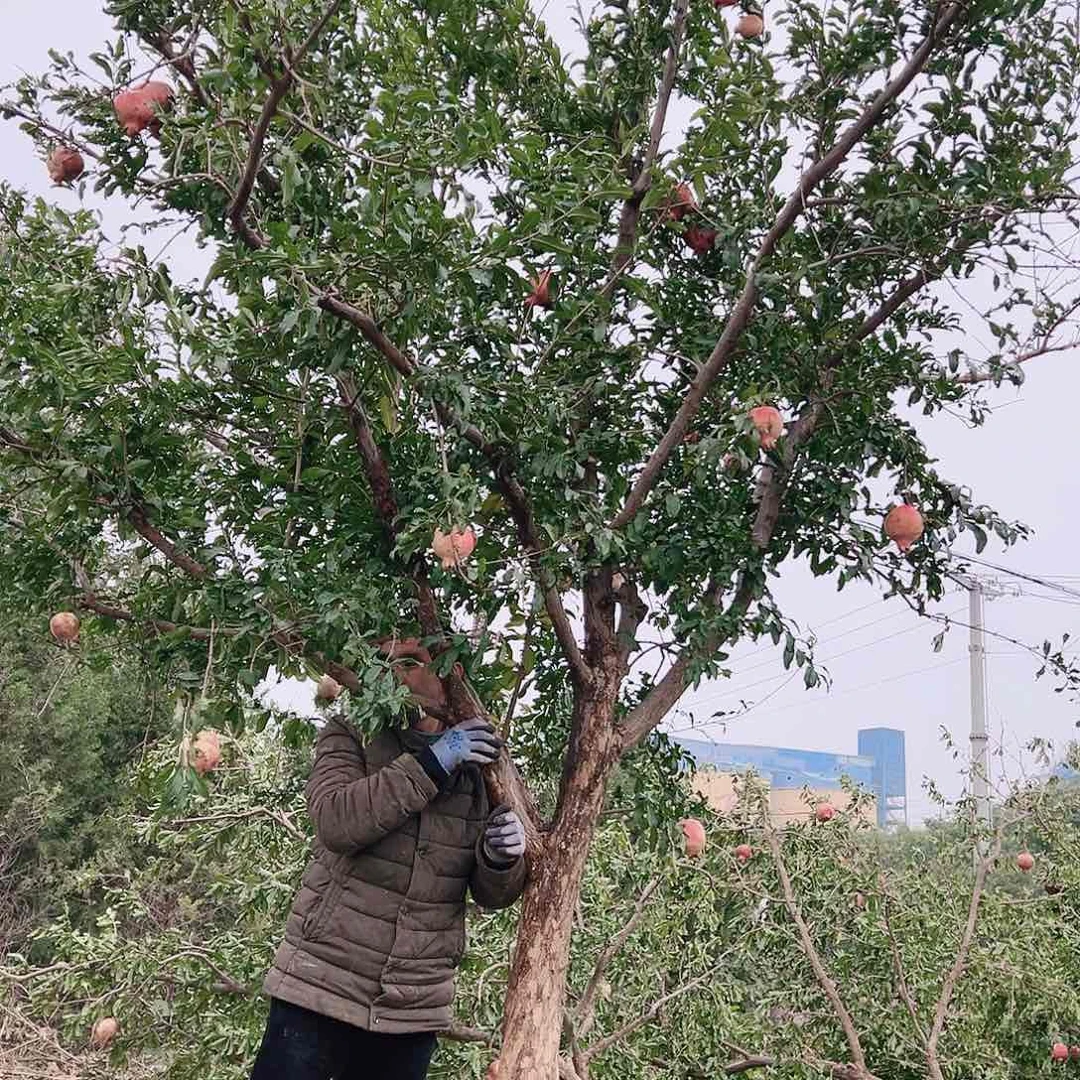 无花朵健健康康快快乐乐
