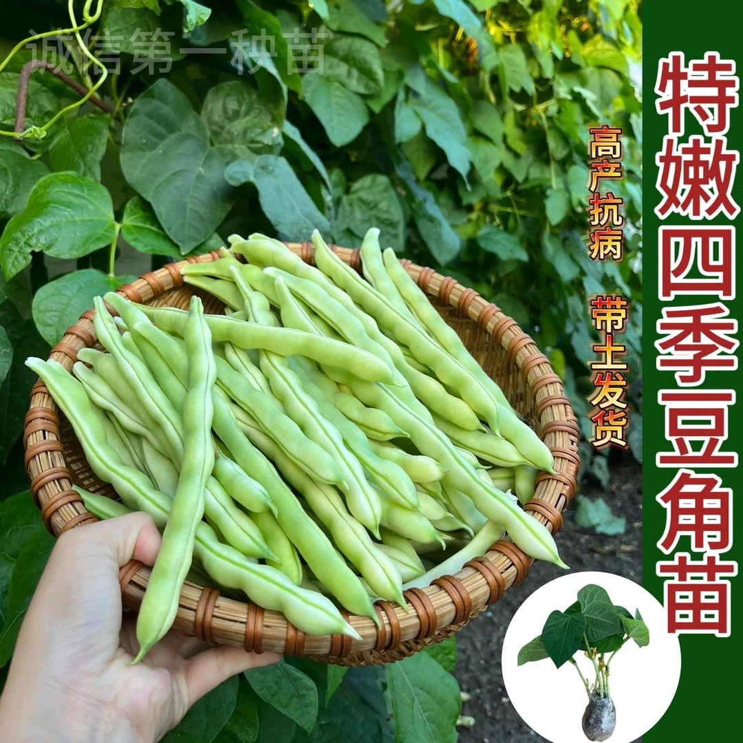 摘不败高产九粒白芸豆带土秧苗四季架豆种子抗病带土球四季小院