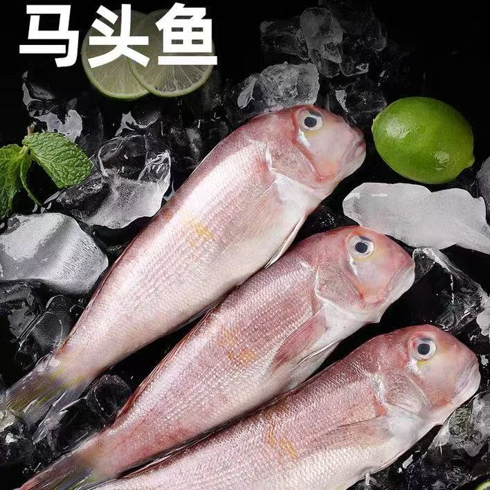 广东汕尾海鲜马头鱼野生本港新鲜3斤5斤斧头鱼冷冻红马头方头鱼
