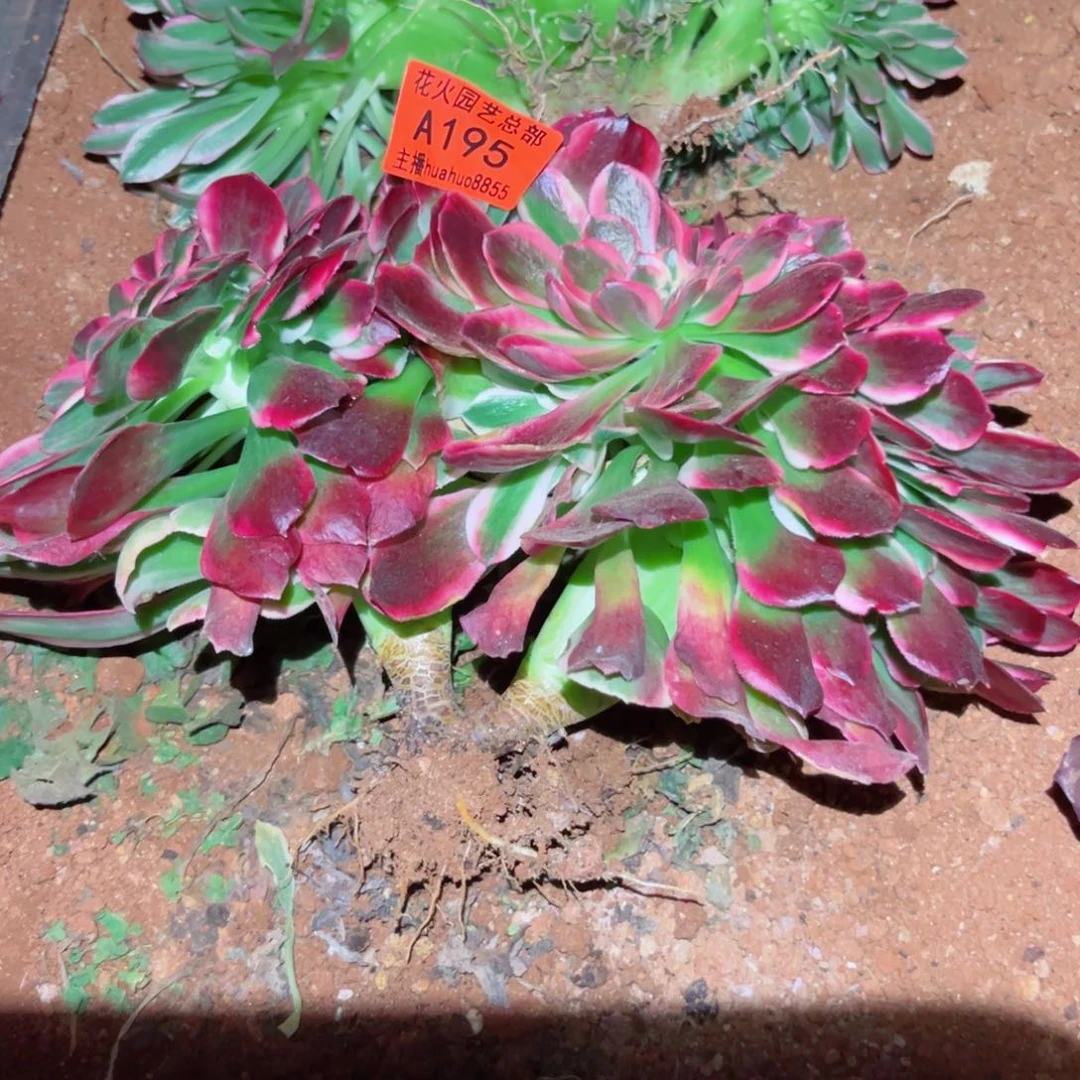 女郎缀195多肉植物