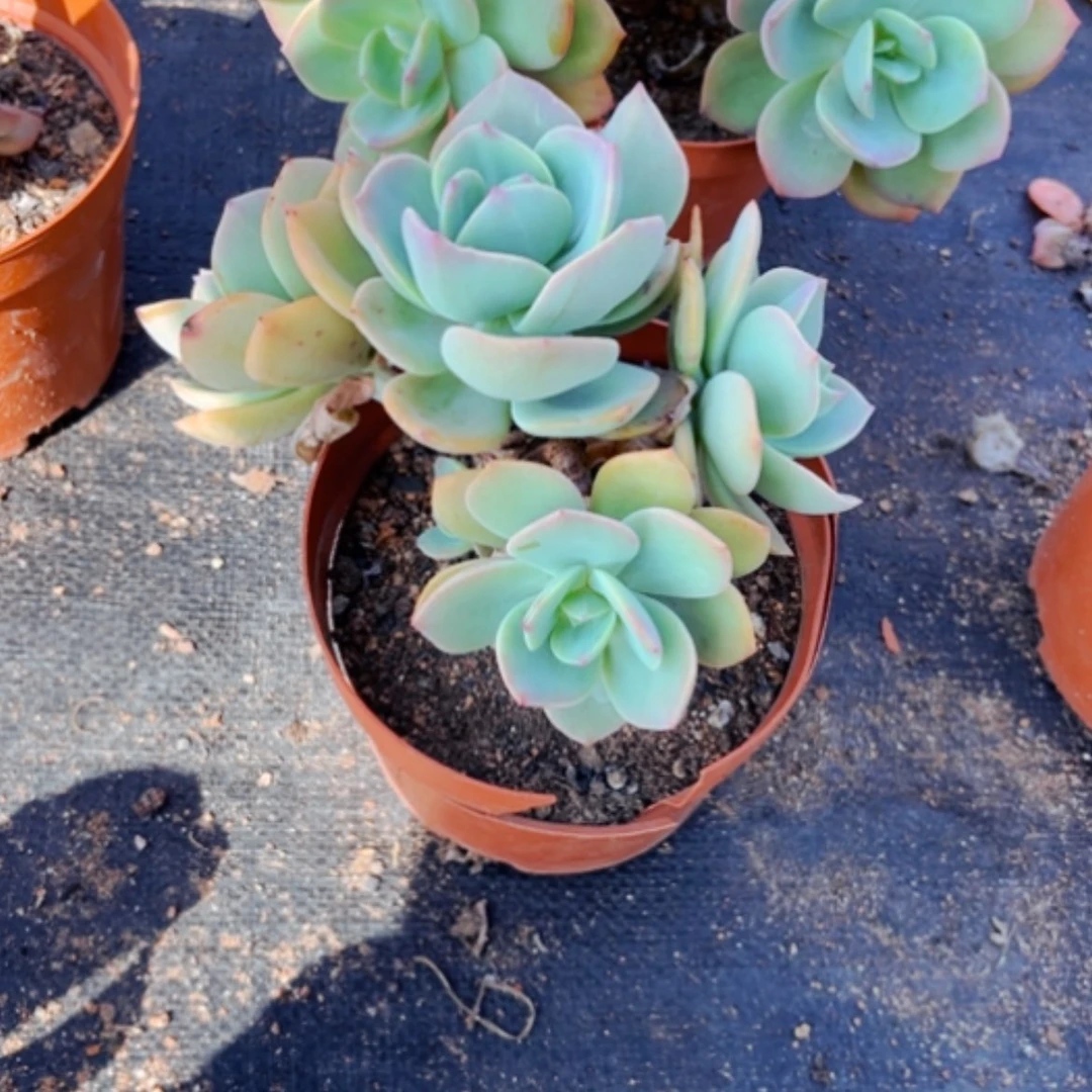 【闪购商品】～***～白凤