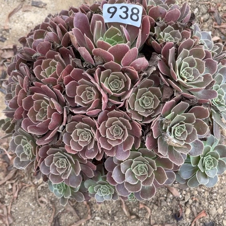 无花朵938多肉植物荷兰玫瑰