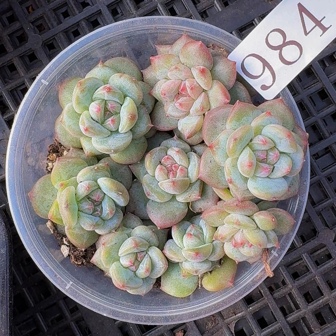 多肉植物多肉植物984
