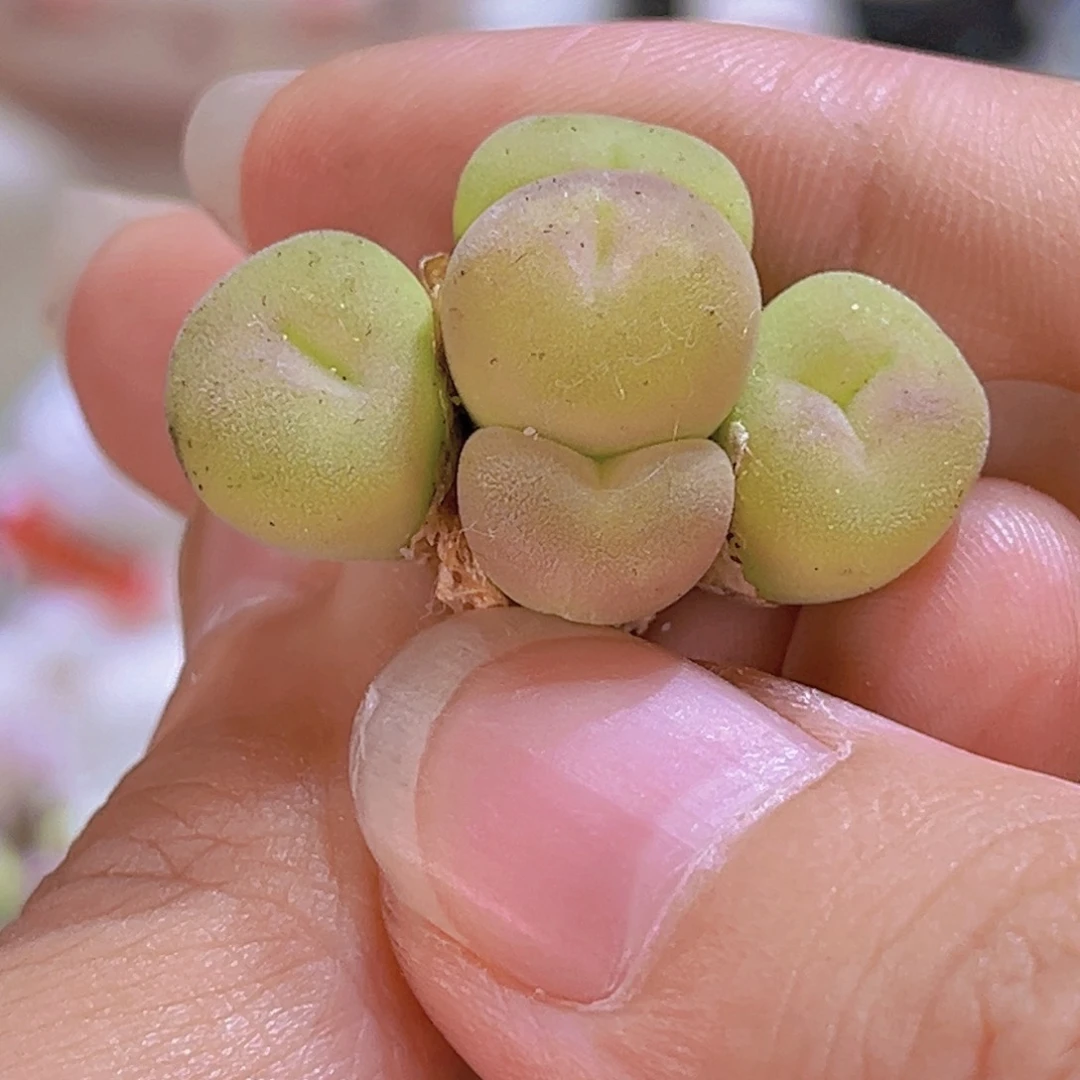 088五头空卡佛带土包邮