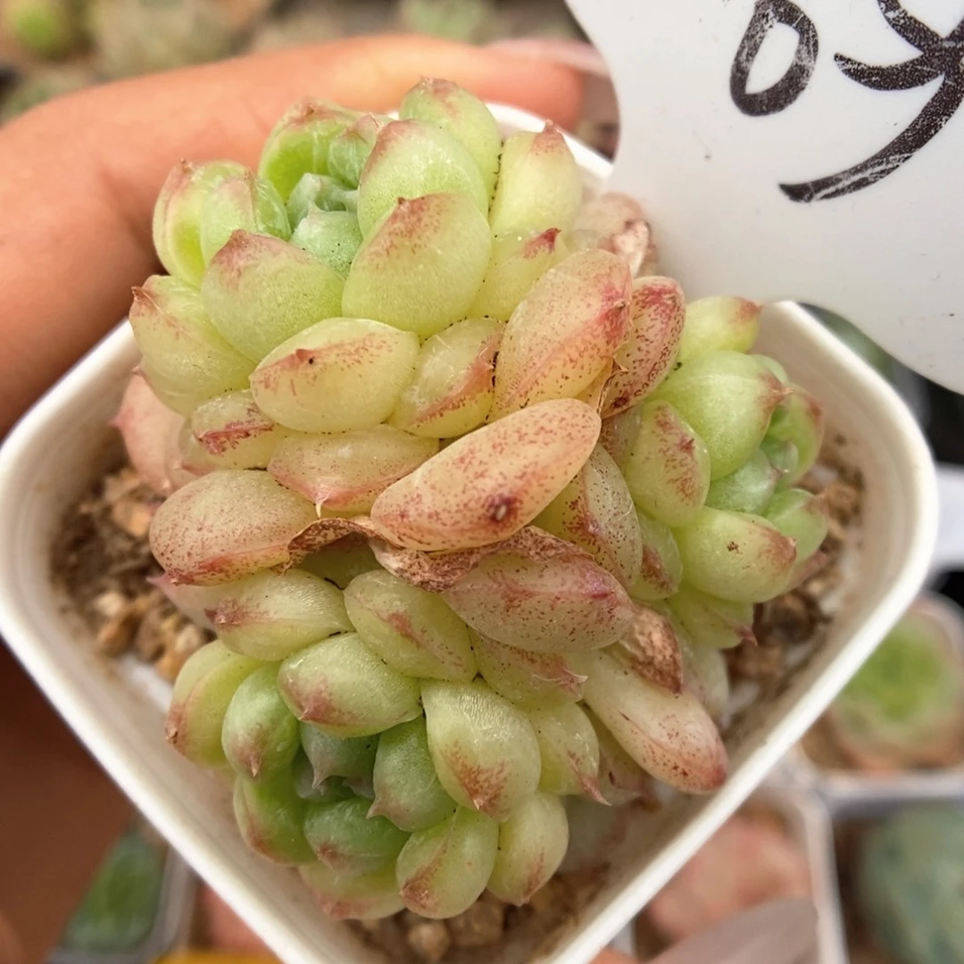 绿泡泡群生可拍9569号。