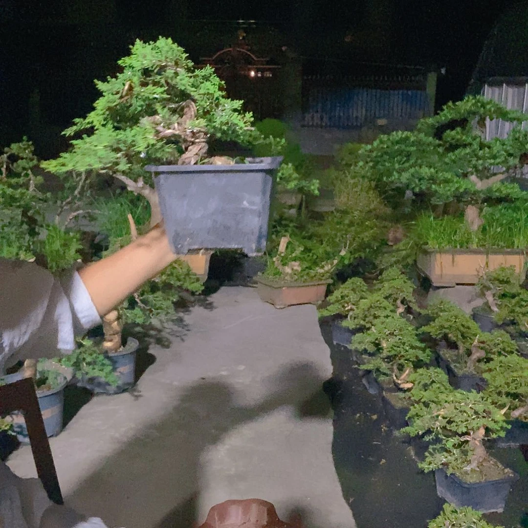 无花朵真柏盆景造型
