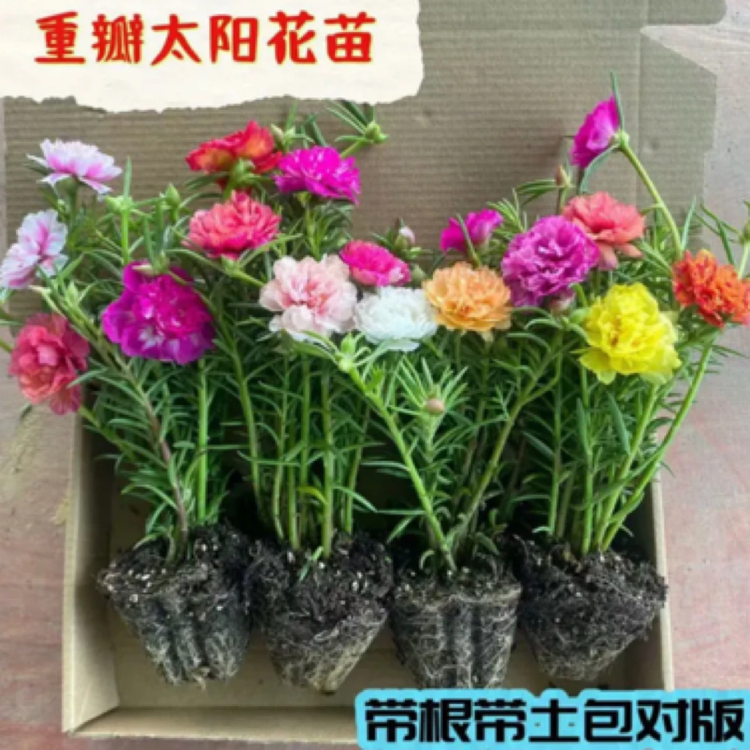 多色重瓣太阳花苗宿根多年生带根带花苞庭院阳台好养花卉