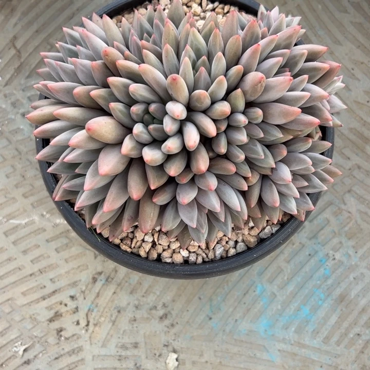芸****黄体红蜻蜓芸烟发货