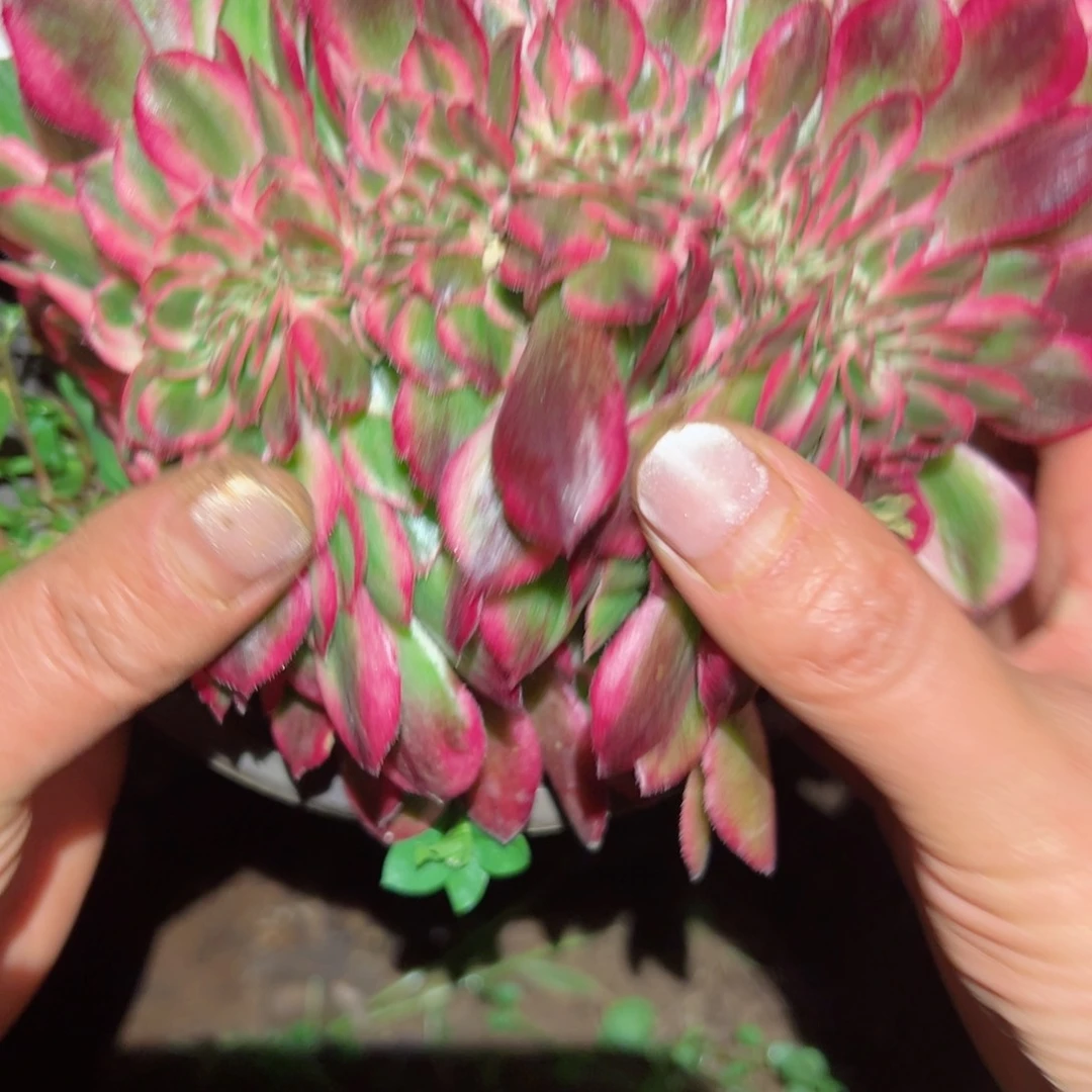 688 号多肉植物法师新年福利