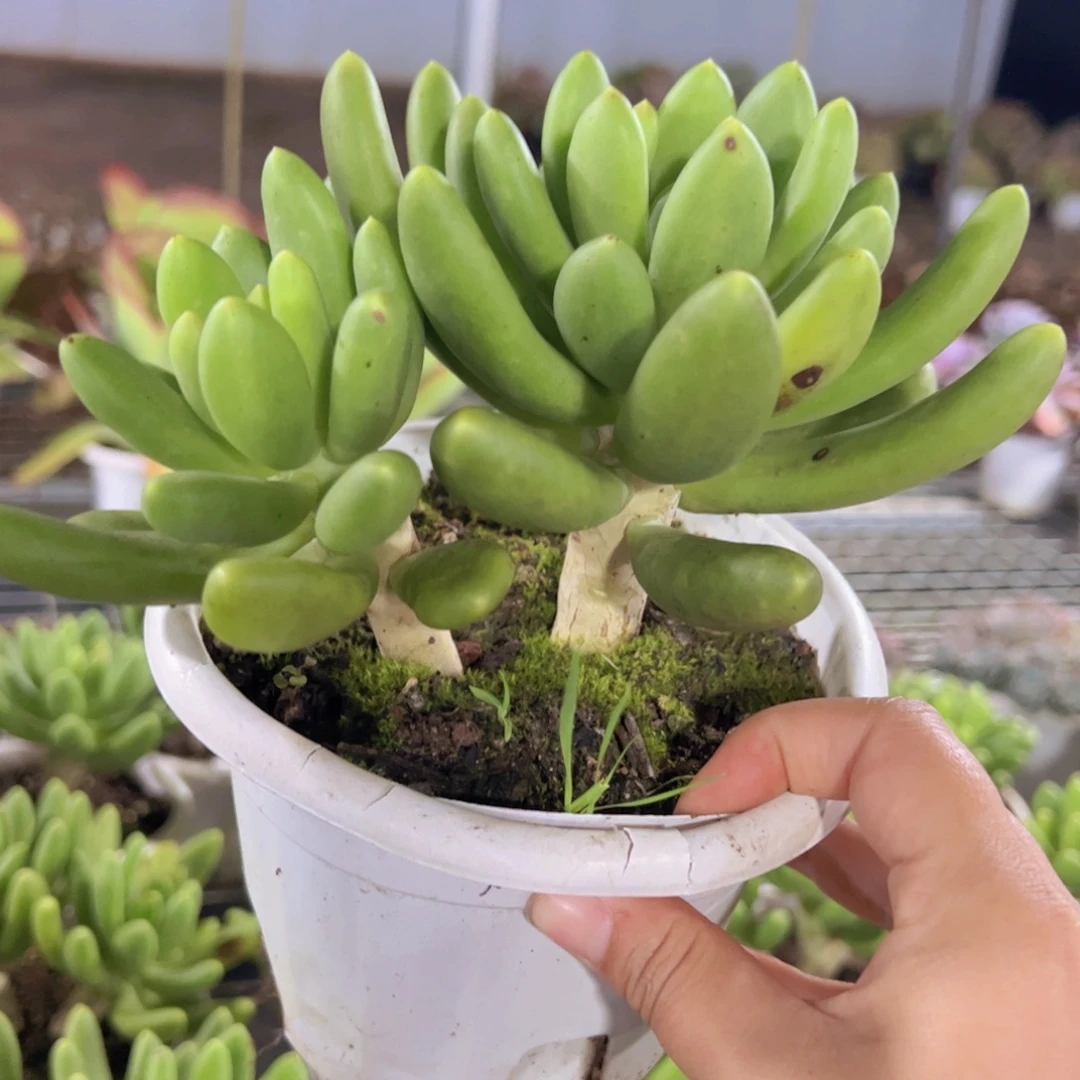 金蝉双头起发老桩