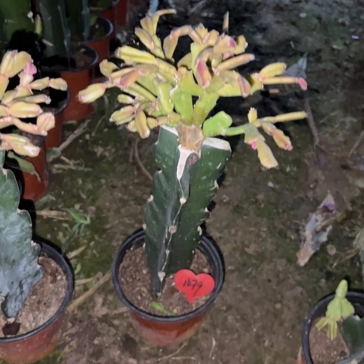 芬***姐当前无花栽培后可以开花045  1479