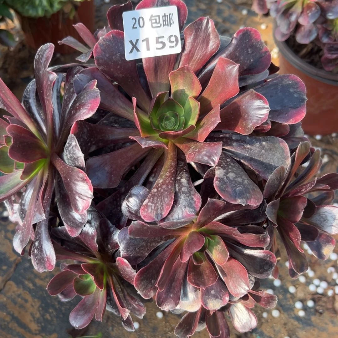 159爱神，满20包邮嘟叮熊