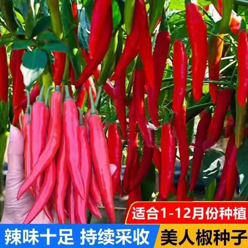 香辣美人椒蔬菜种子