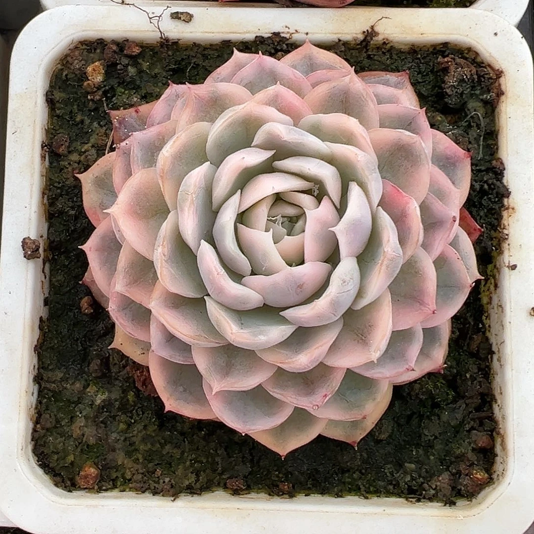 雪球锦多肉植物锦