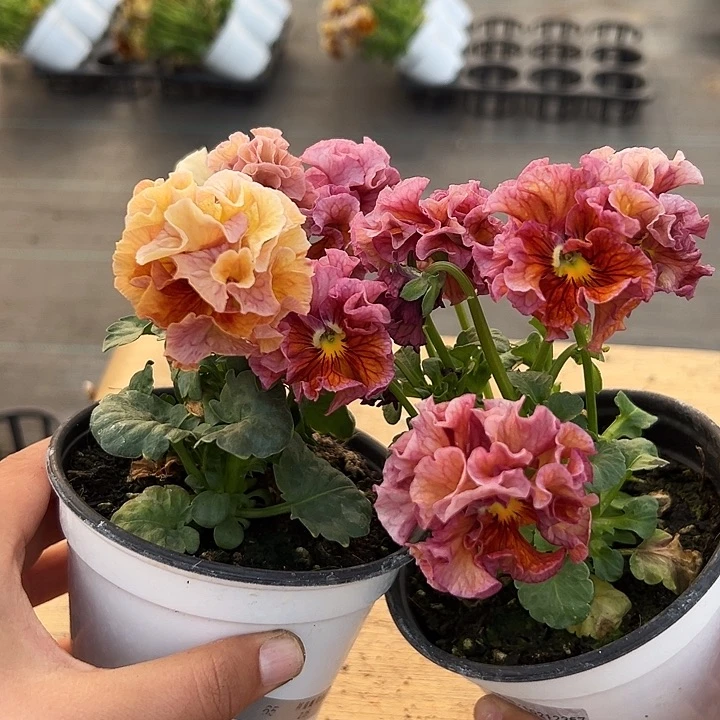 红陶跟*虫抖音直播闪拍65