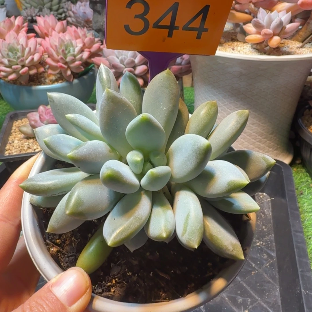 超胖体哥特一物一拍344