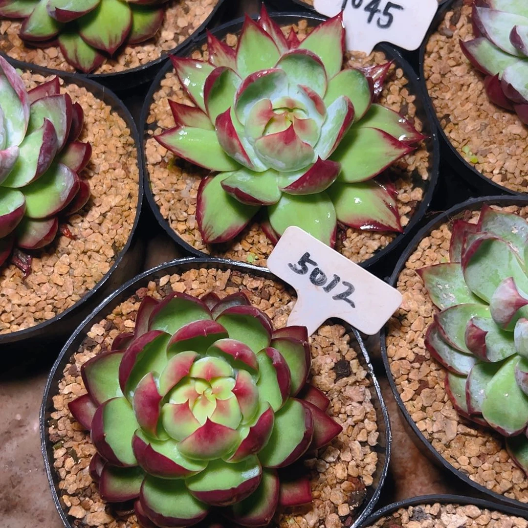 惊鸿仙子1045.5012号