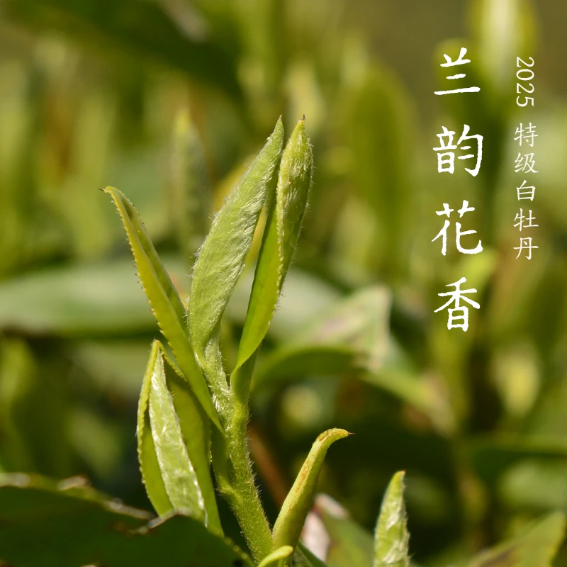 【兰韵花香】2025方家山特级白牡丹日晒炭焙 福鼎烂石山场白茶300克