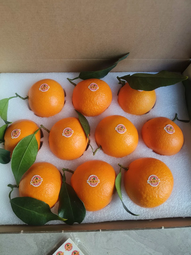 象山红美人爱媛28号