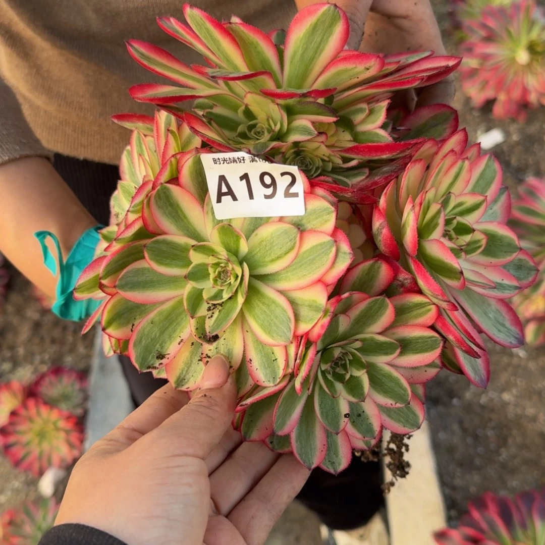 192荔枝。多肉植物