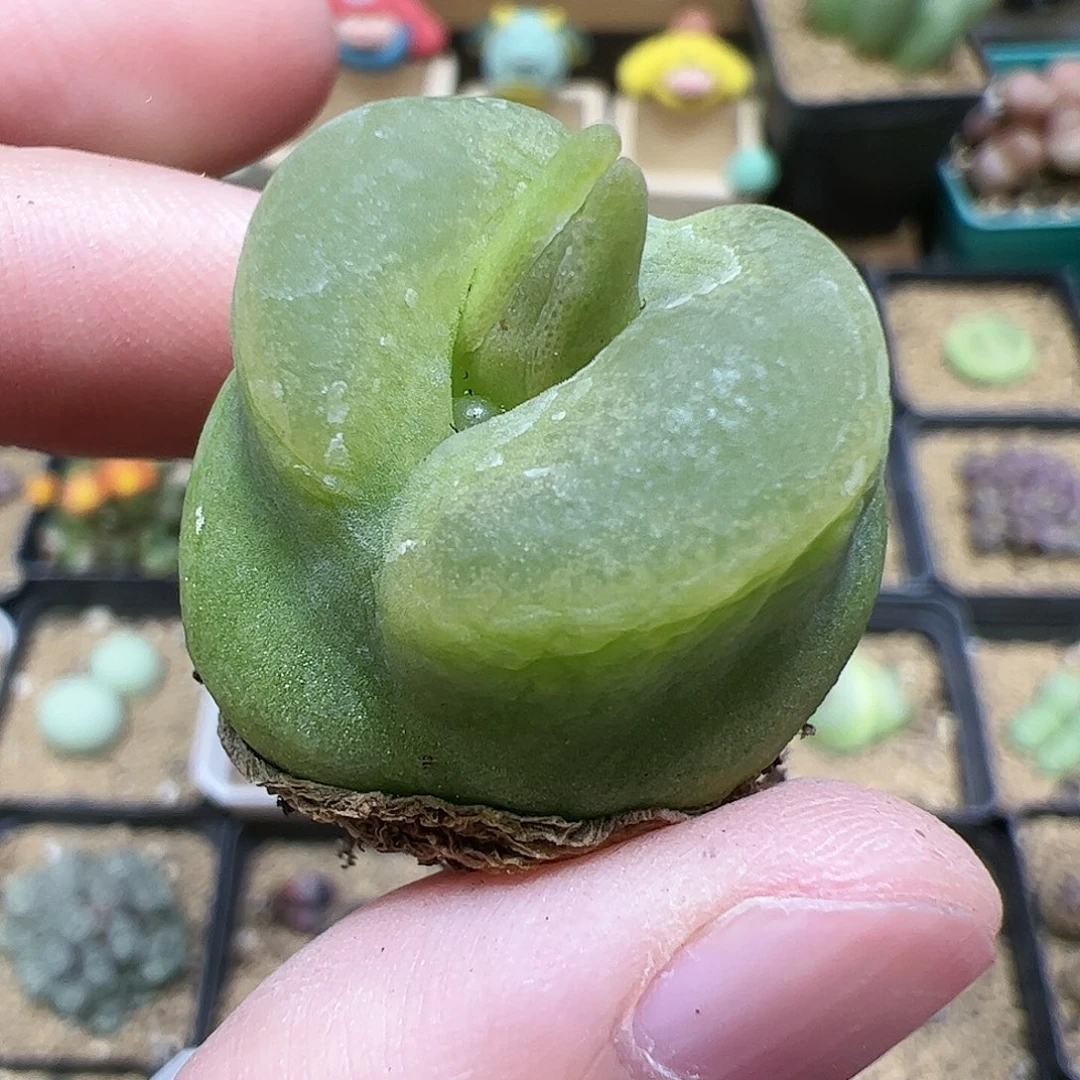 【闪购商品】281 毛毛