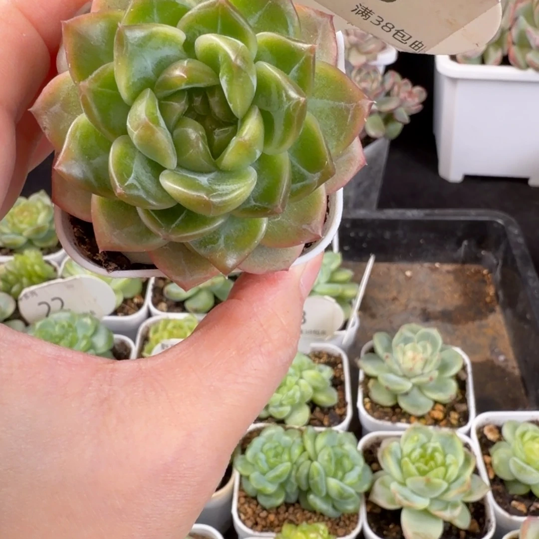 东云珍妮福利单头43号一颗