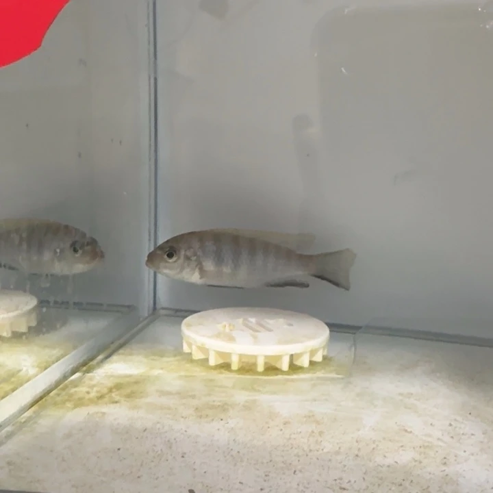 海水228号麒麟斑马母鱼