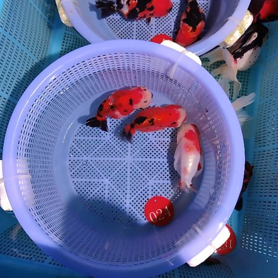 金鱼024练手兰寿三只特价顺丰包邮