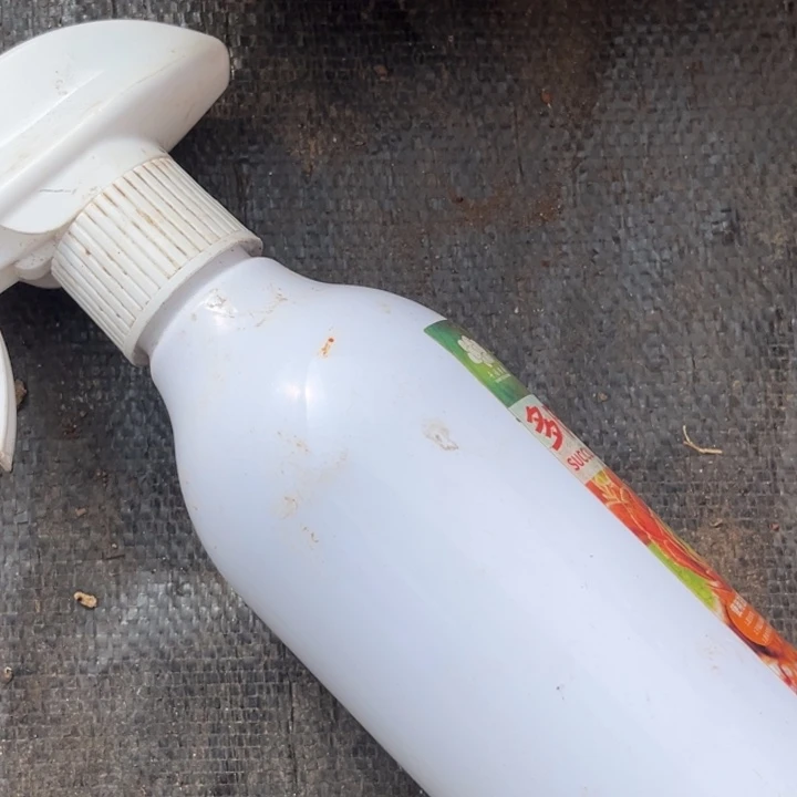 我****芒果奶4颗多肉2778688788