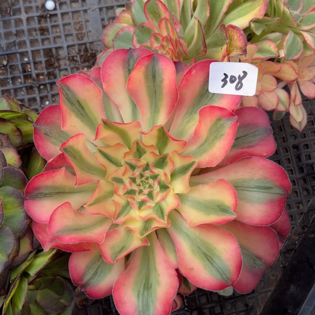 308爱丽丝无根诺肉孜孜