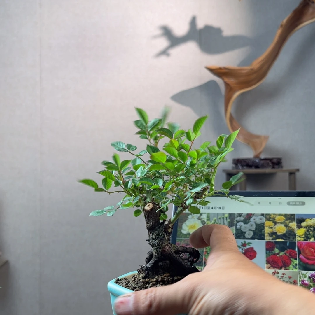 S****、微月季微月季微月季