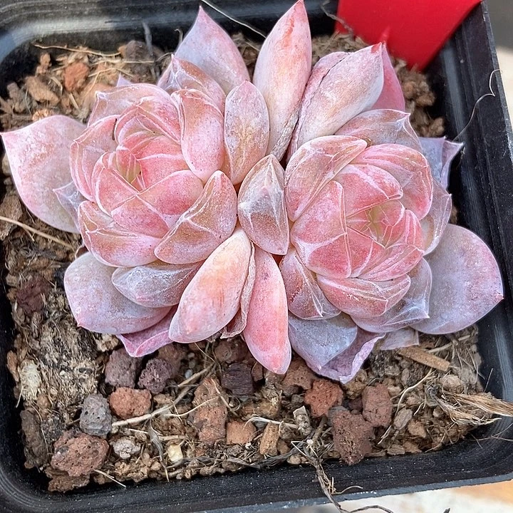 多肉植物659多肉