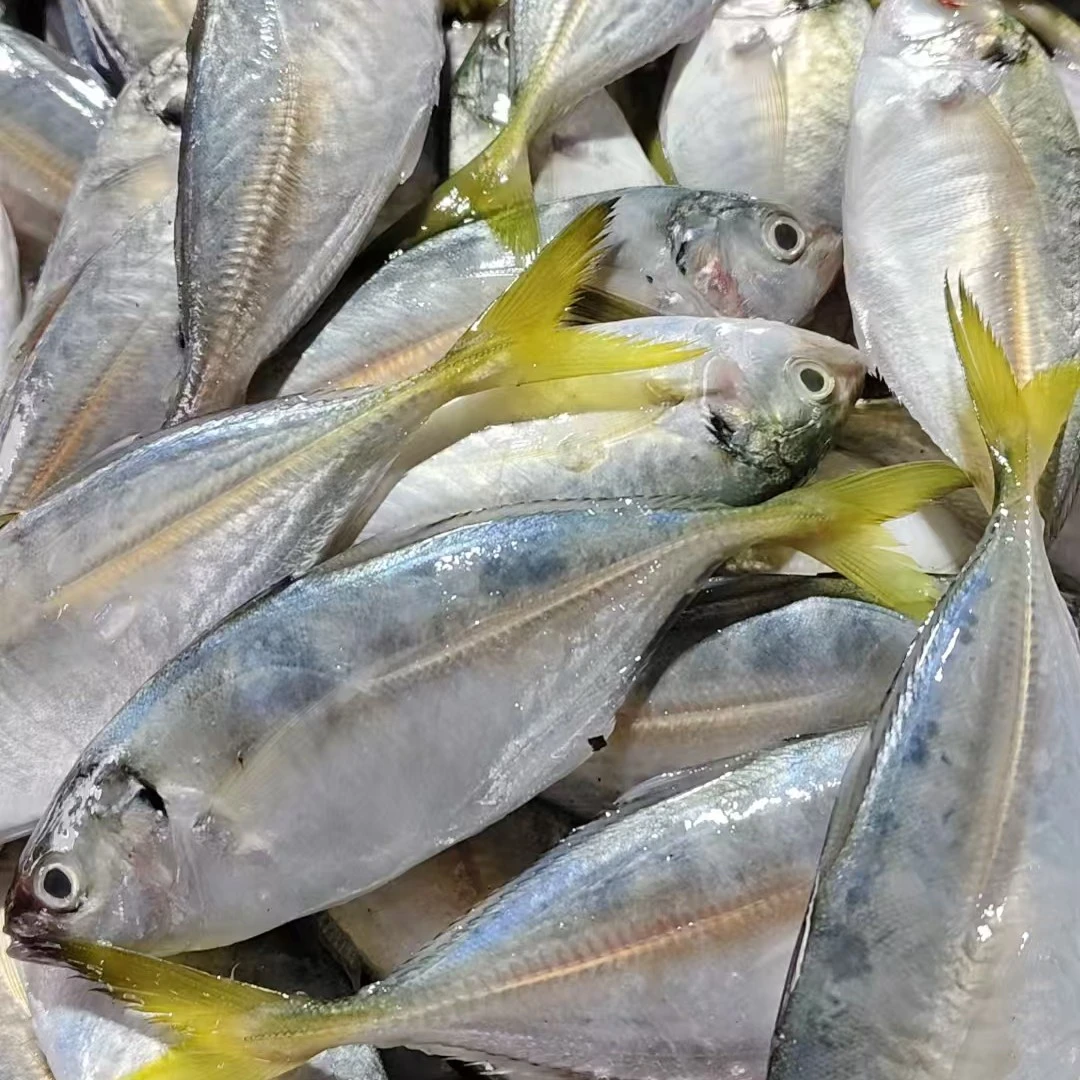 广东湛江硇洲岛黄尾鱼顺丰包邮