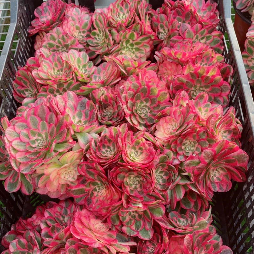 小号荔枝量拍多肉法师