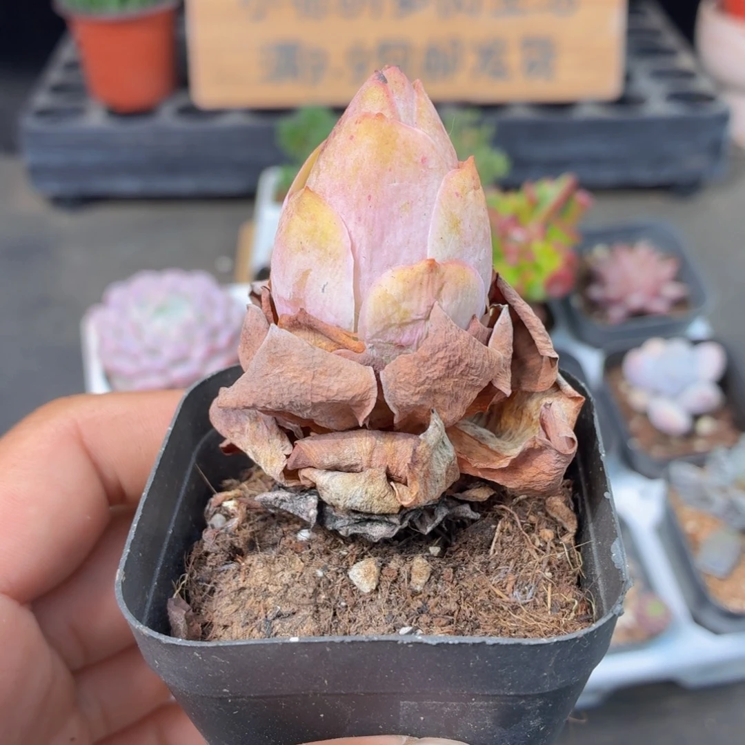 山地玫瑰多肉9.9包邮发货