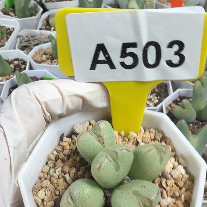 503jhhhhhhhhhhbbbbbbbbbv