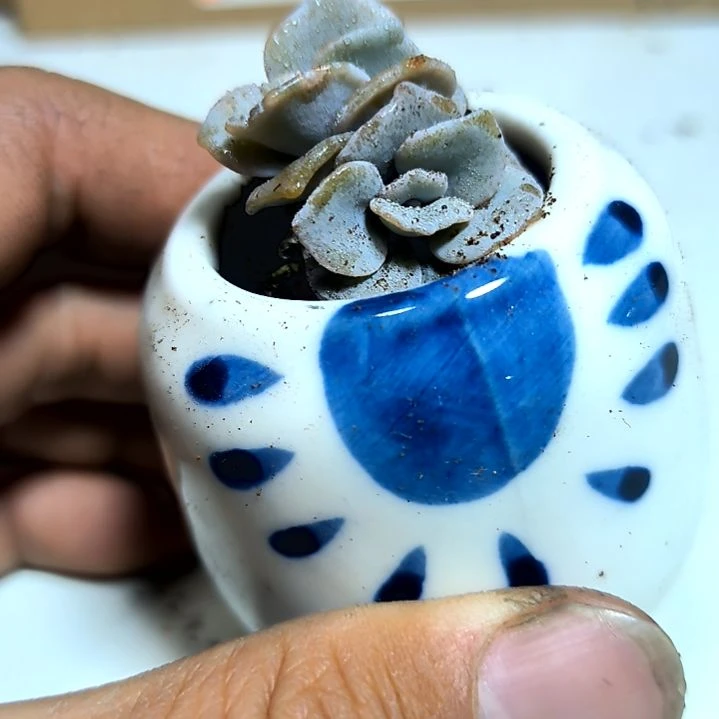 满6元包邮，白饺子皮2/3头