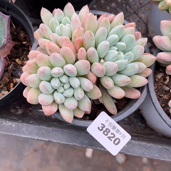 阿雅园艺。         3820奶糖